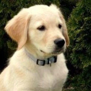 Meet your Posher, Hellen